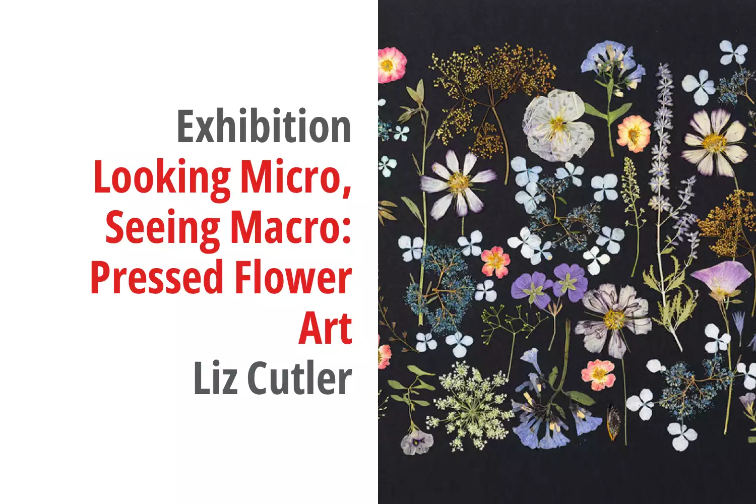 Graphic for the exhibition titled Looking Micro, Seeing Macro