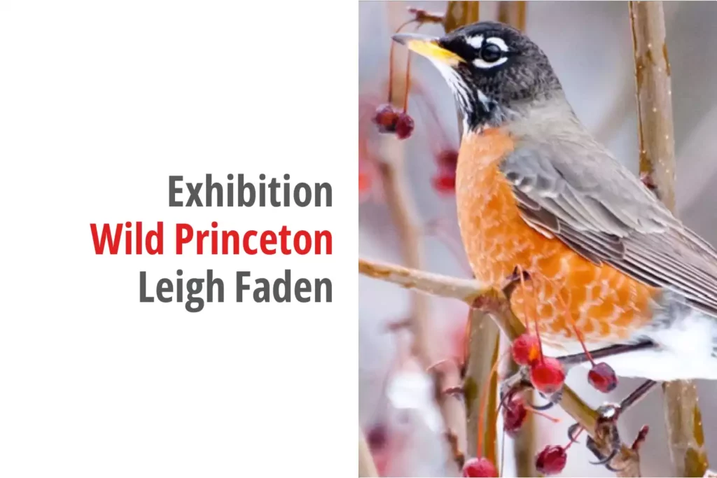 Graphic for the exhibition titled Wild Princeton