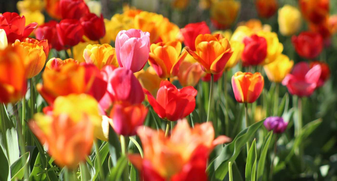 Image of a field of multicolored tulips
