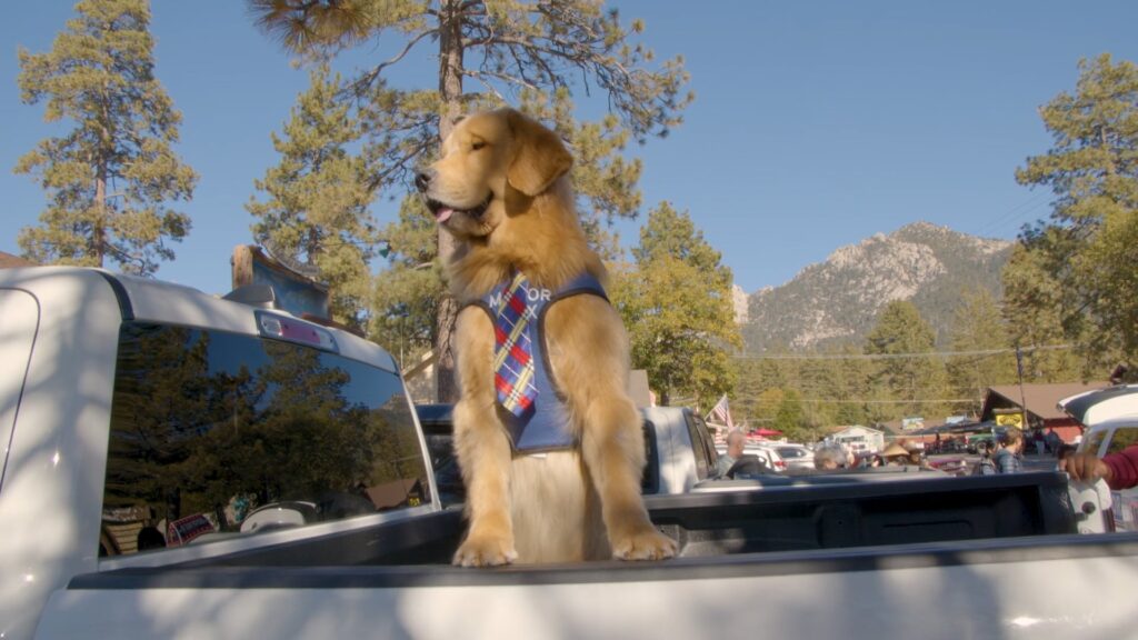 Mayor Max, a Golden Retriever