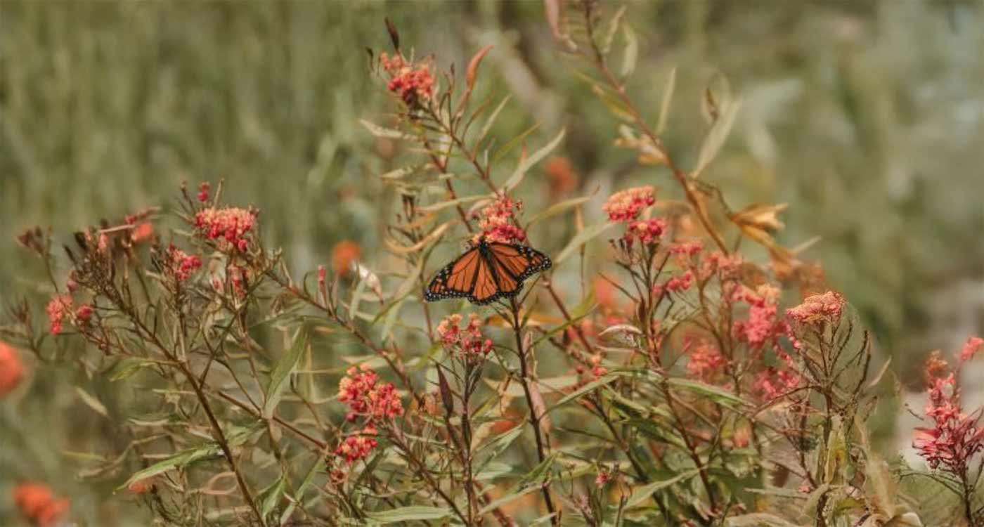 monarch butterfly on a flower