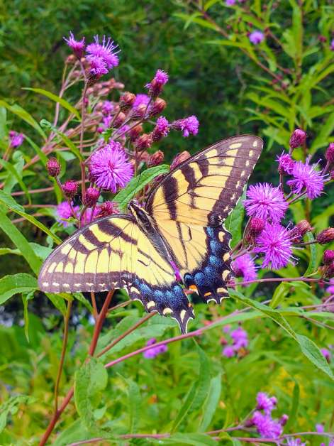 A butterfly drinks nectar from a blooming flower, its wings fluttering gently.
