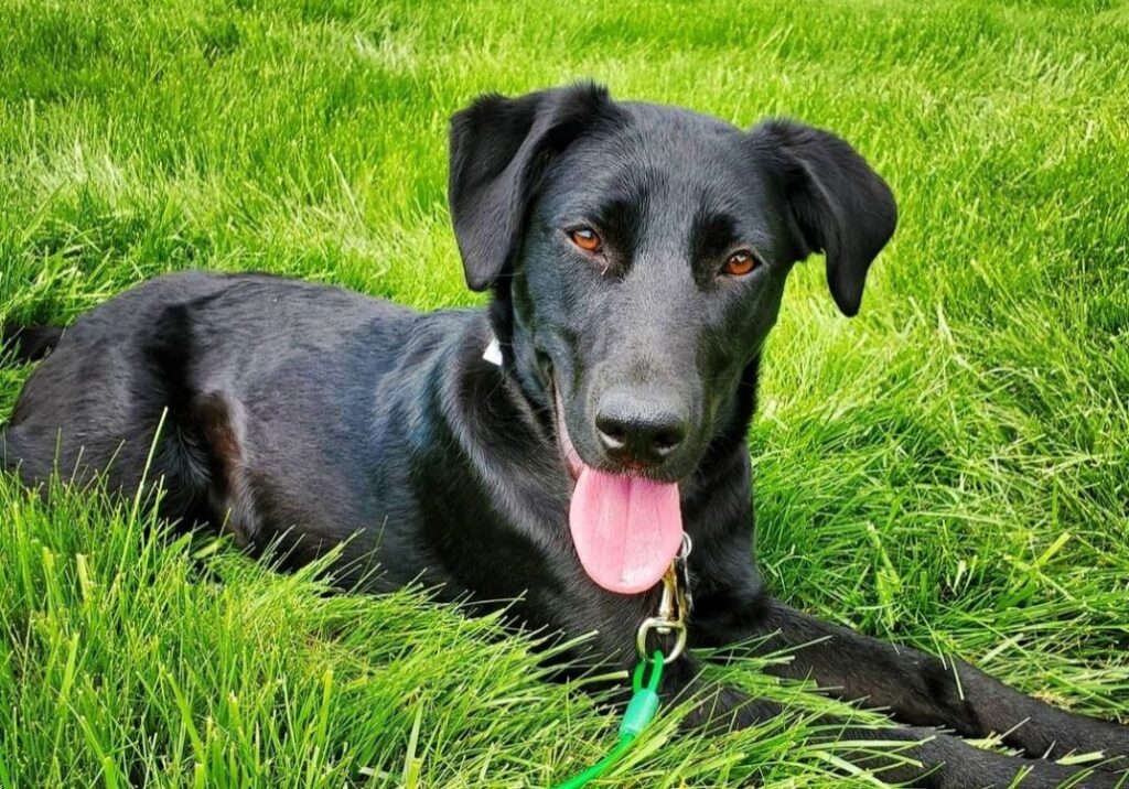photo of black labrador retriever on grass